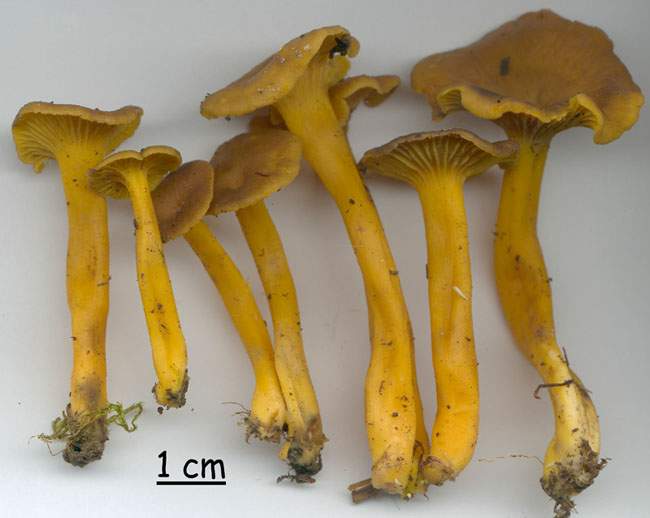 Cantharellus tubiformis